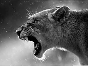 lioness_3-wallpaper-1280x960